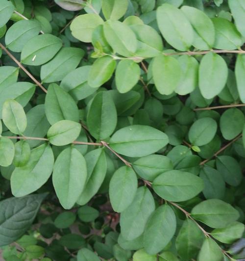 代表父亲的植物有哪些？它们各自象征着什么意义？
