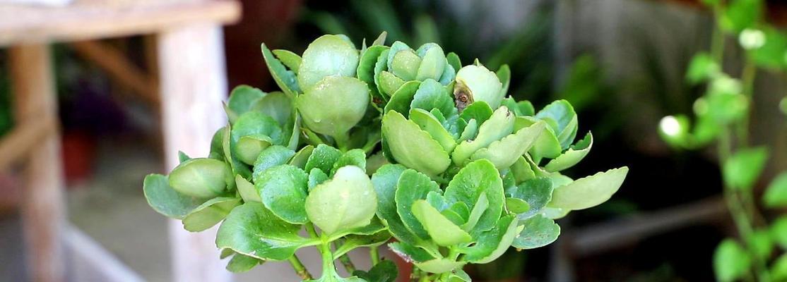 代表健康长寿的植物有哪些?它们各自有何独特功效?