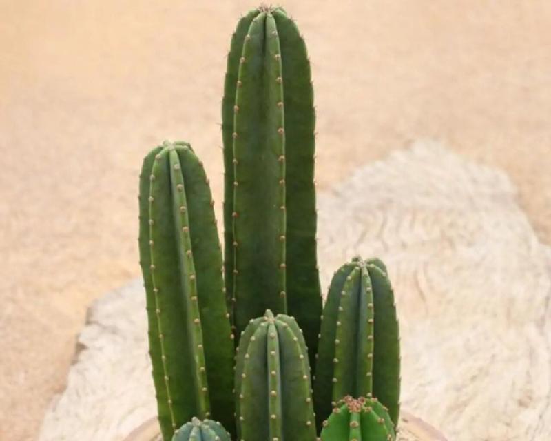 代表健康长寿的植物有哪些？它们各自有何独特功效？