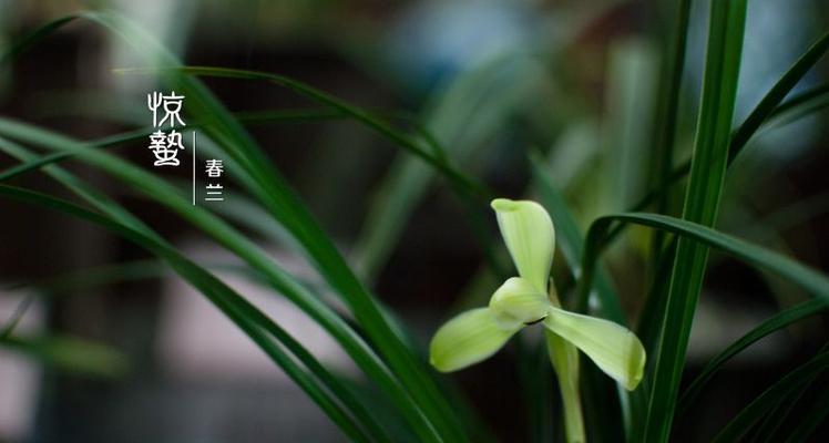 惊蛰时节代表性的植物有哪些？它们的象征意义是什么？