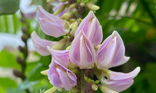 代表苦恋的花有哪些？什么花代表相思之苦？