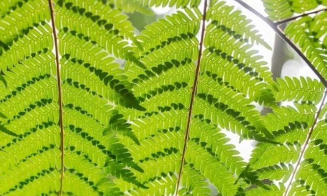 代表离别的植物有哪些？它们各自象征着什么？