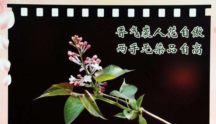 代表廉洁的植物有哪些？它们各自象征着什么含义？