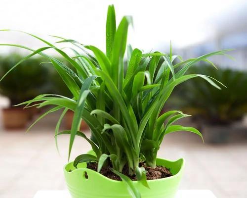 代表努力的植物有哪些?它们象征着什么含义?