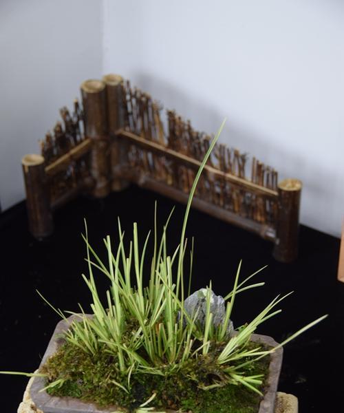 代表清廉的植物有哪些？它们的象征意义是什么？