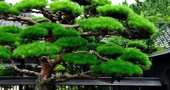 代表清廉的植物有哪些？它们的象征意义是什么？