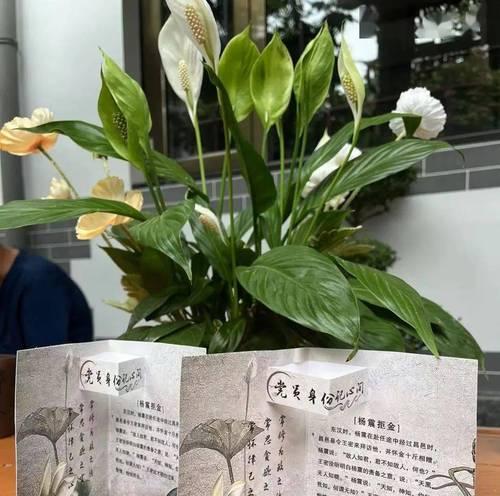 代表清廉的植物有哪些？它们的象征意义是什么？