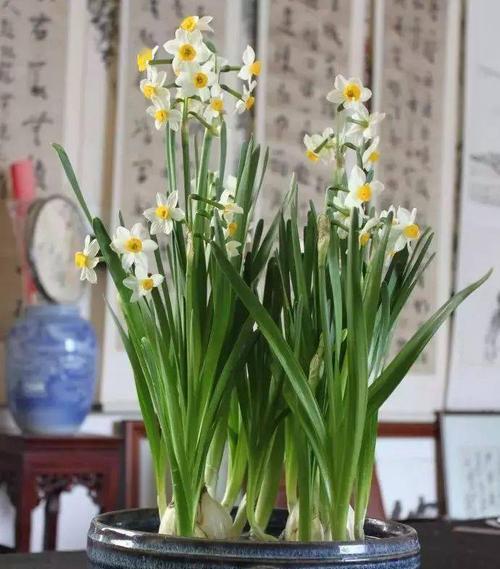 代表顺利的植物有哪些？它们各自有何寓意？
