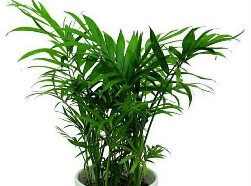 代表四季的植物有哪些？它们各自的特点是什么？
