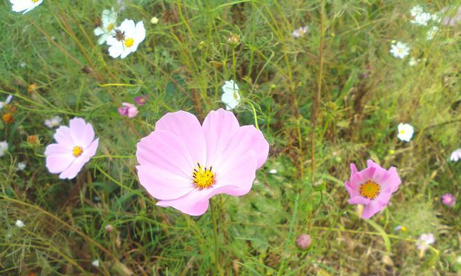 代表温暖善良的花有哪些？它们的花语是什么？