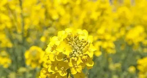 代表无私奉献的花是什么？如何用花语表达无私奉献？
