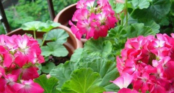 代表无私奉献的花是什么？如何用花语表达无私奉献？