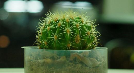 代表希望的植物有哪些？它们各自象征着什么？