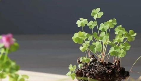 代表希望的植物有哪些？它们各自象征着什么？
