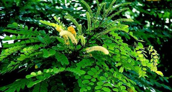 代表相思的植物有哪些？它们各自有什么含义？