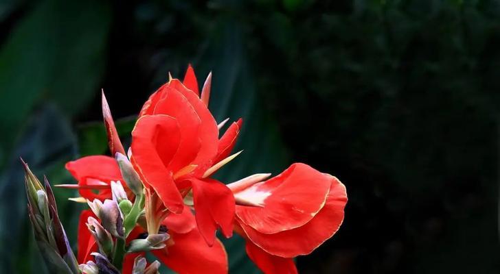 代表阳光积极坚强的花是什么？如何选择这种花？