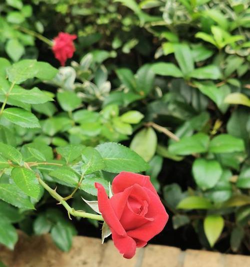 代表意难平的花是什么意思？如何用花语表达情感？