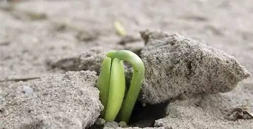 哪些植物象征勇气和坚强？如何在家中培养这些植物？