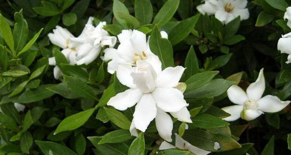 代表友情的植物有哪些？它们各自象征着什么含义？