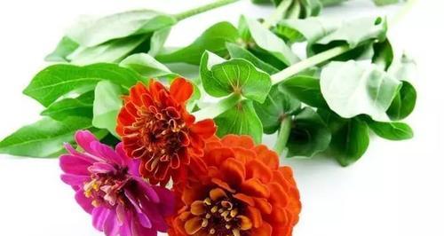 代表友谊的植物有哪些？它们各自象征着什么？