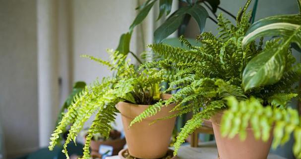 代表友谊的植物有哪些？它们各自象征着什么？