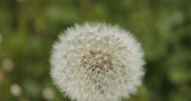 代表执着的植物有哪些？它们的象征意义是什么？