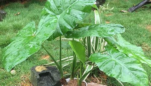 滴水观音开花好吗？其风水寓意是什么？