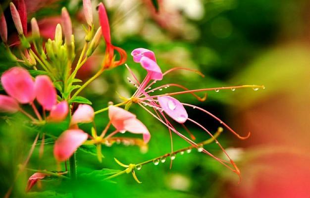 蝶恋花花语是什么意思？它代表了哪些意义？