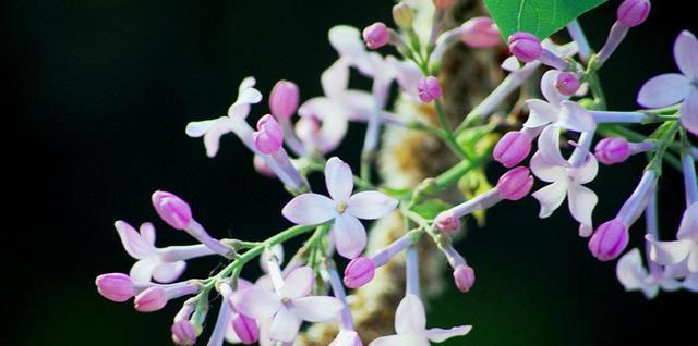 丁香花象征着什么？丁香花的含义有哪些常见问题？