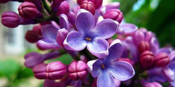 丁香花的花语代表什么？丁香花的含义有哪些常见疑问解答？