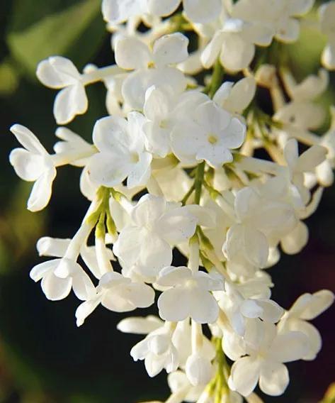丁香花的花语代表什么？丁香花的含义有哪些常见疑问解答？