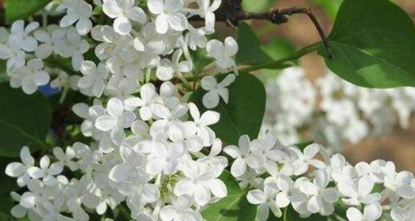 丁香花的花语是什么？它代表了哪些意义？