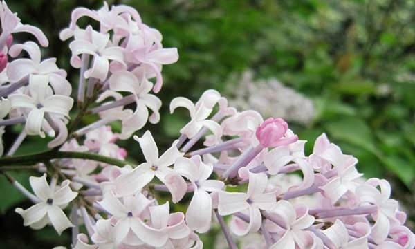 丁香花语代表什么意思？了解丁香花的象征意义和文化内涵？