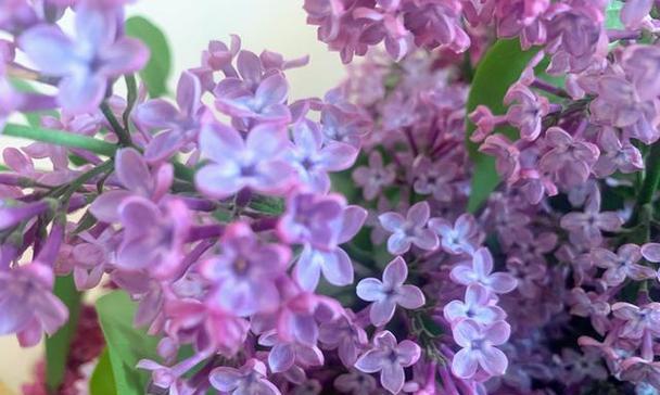 丁香花语代表什么意思？了解丁香花的象征意义和文化内涵？