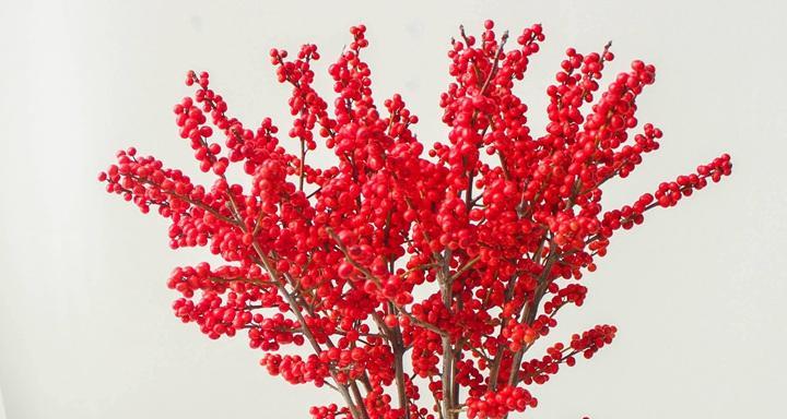 冬青开花象征什么？冬青花语有哪些含义？