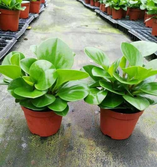 豆瓣绿开花好不好？开花的风水寓意是什么？