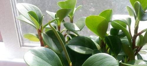 豆瓣绿开花好不好？开花的风水寓意是什么？