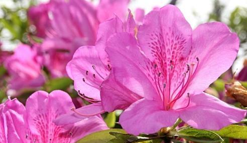 杜鹃花的花语是什么？如何正确理解杜鹃花的象征意义？