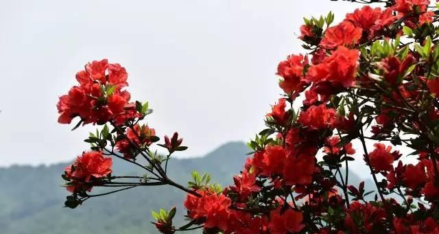 杜鹃花的风水寓意是什么？最佳摆放位置在哪里？