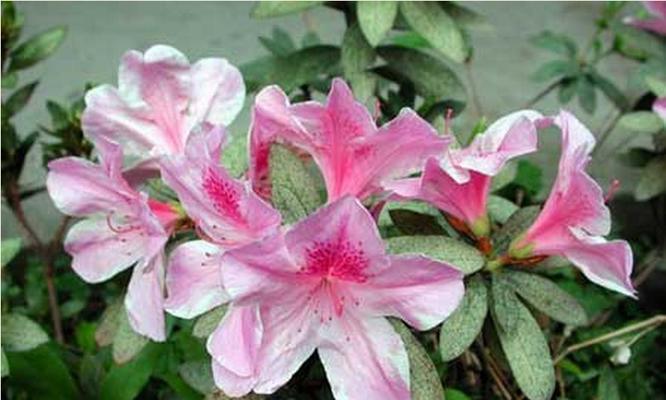 杜鹃花象征什么？在风水中有哪些寓意？