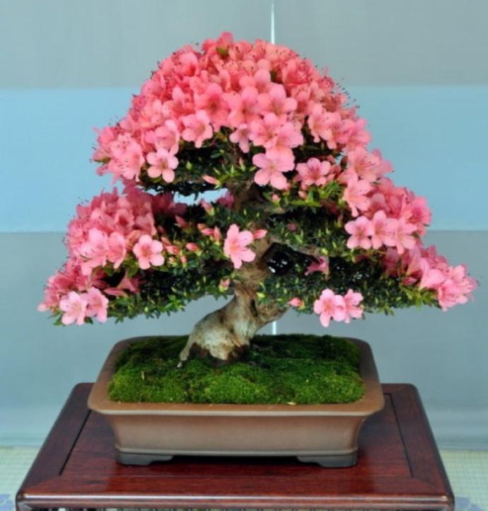 杜鹃花的花语是什么？杜鹃花象征着什么含义？