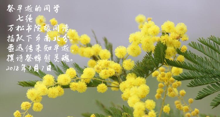 杜若的花语是什么？杜若寓意着什么含义？