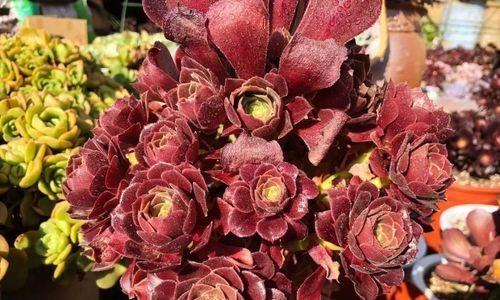 多肉法师花语象征与寓意是什么?如何养护才能更好展现其美?