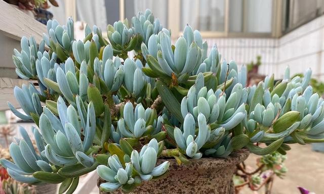 多肉植物开花是否吉祥？风水中有什么寓意？