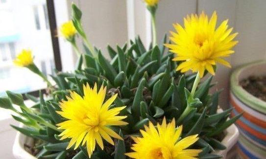 多肉植物开花代表什么？多肉开花的寓意和预示是什么？