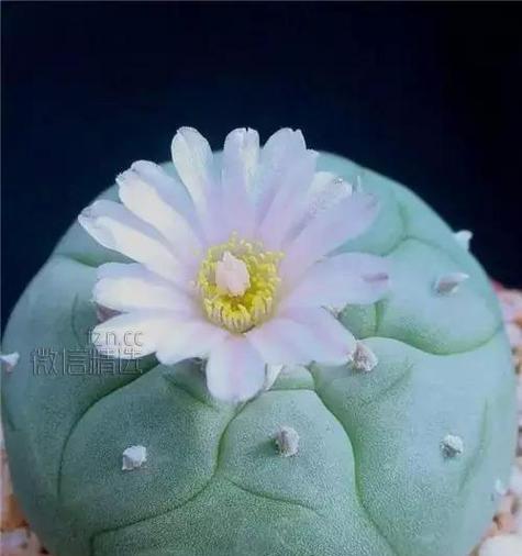 多肉开花预示着什么意思？如何正确解读多肉植物的花语？