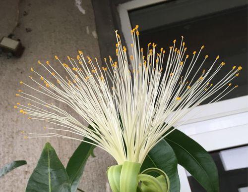 发财树开花时间及寓意是什么？