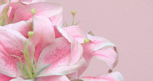 粉色百合的花语是什么？如何正确表达情感？