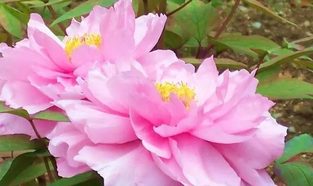 粉色牡丹花代表什么？粉色牡丹花的象征意义是什么？