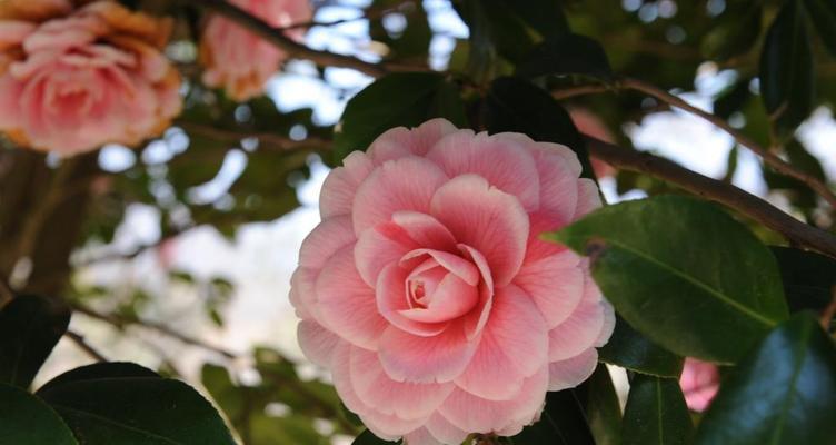 粉色山茶花的花语是什么？它代表了哪些意义？